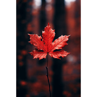 Tableau Couleur Feuille